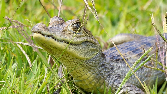 Fauna silvestre rescatada en Antioquia