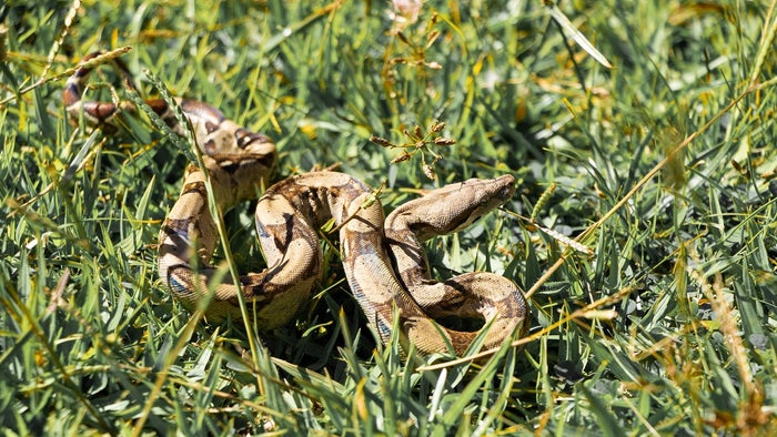 Fauna silvestre rescatada en Antioquia