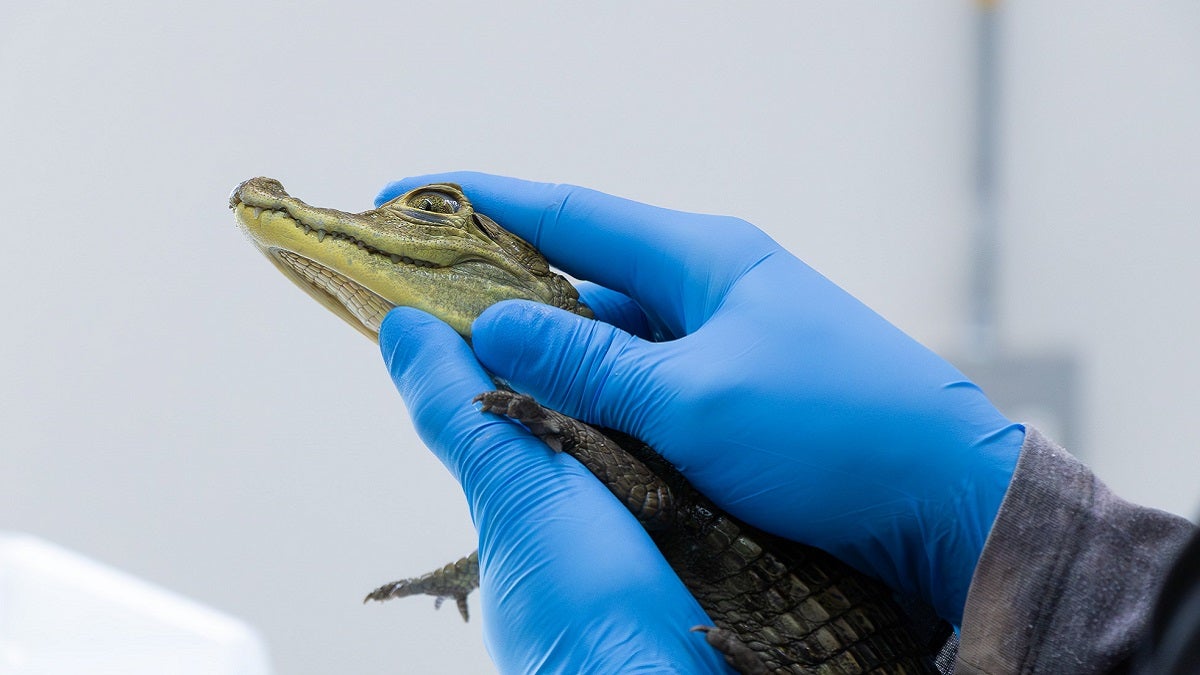 Fauna silvestre rescatada en Antioquia