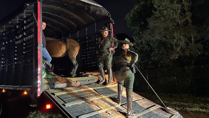 Semovientes incautados en El Carmen de Viboral, Antioquia