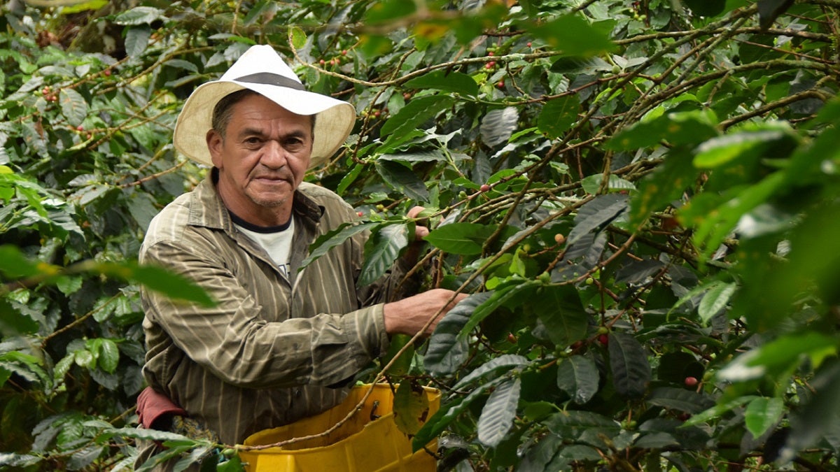 Productores de café en Medellín