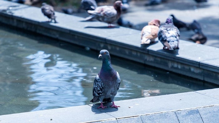 Cuidado de las palomas en Envigado