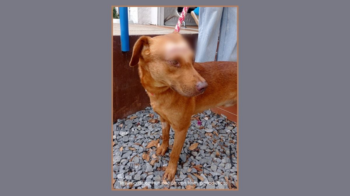 "Guardián" fue víctima de maltrato animal en Medellín