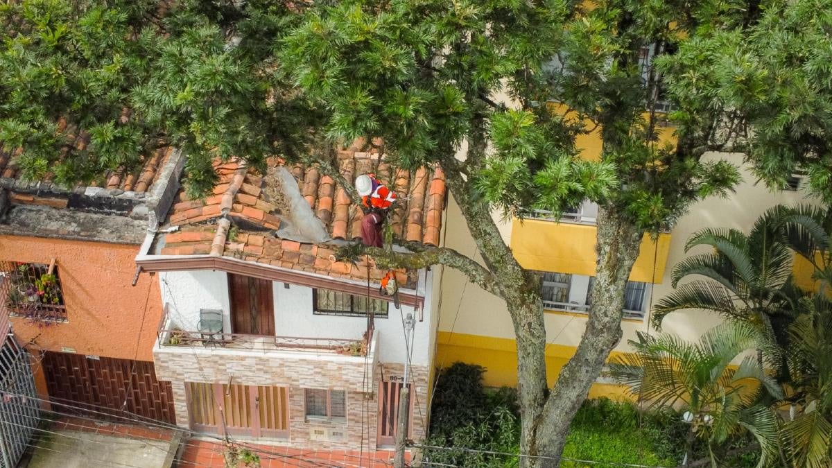 Intervención de árboles en Medellín