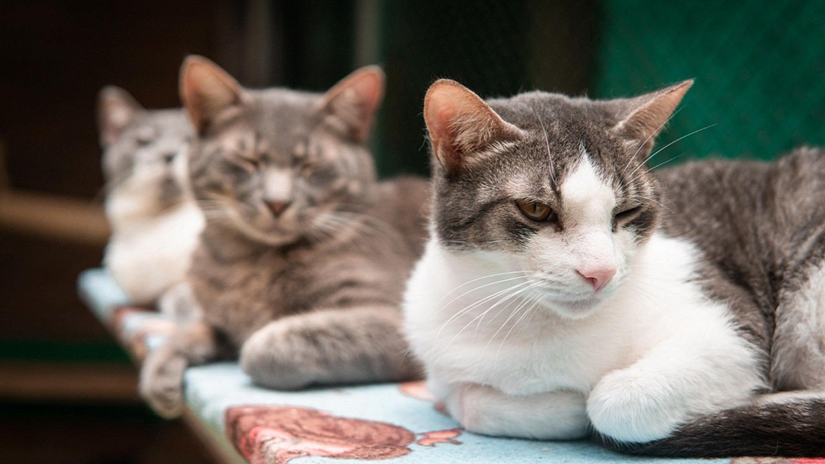 Animales de compañía en el Centro de Bienestar Animal La Perla en Medellín