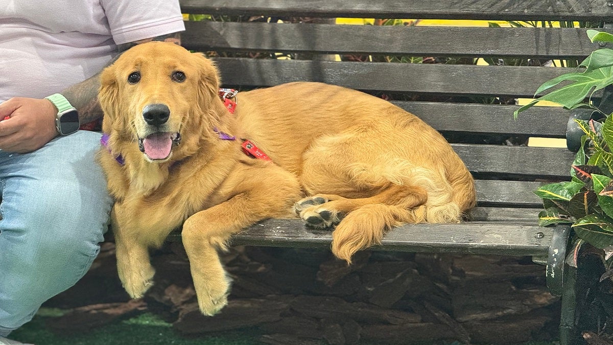 Mascotas en Antioquia