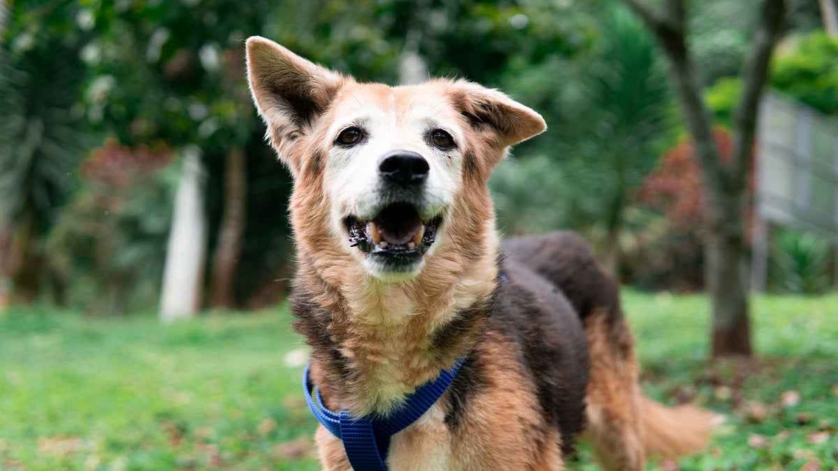 Animales en La Perla esperan ser adoptados