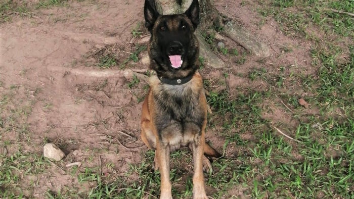Sansón, canino antiexplosivos del Ejército