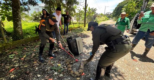 Mujer entregó voluntariamente una boa constrictor a Policía Ambiental en Apartadó