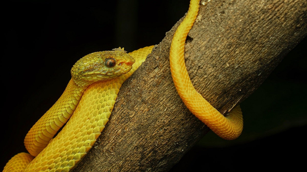 Serpientes en el Valle de Aburrá