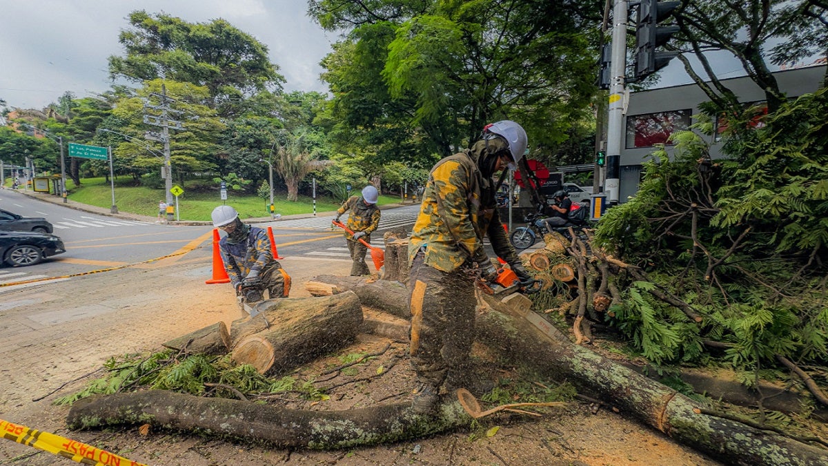 Tala de árboles en Medellín
