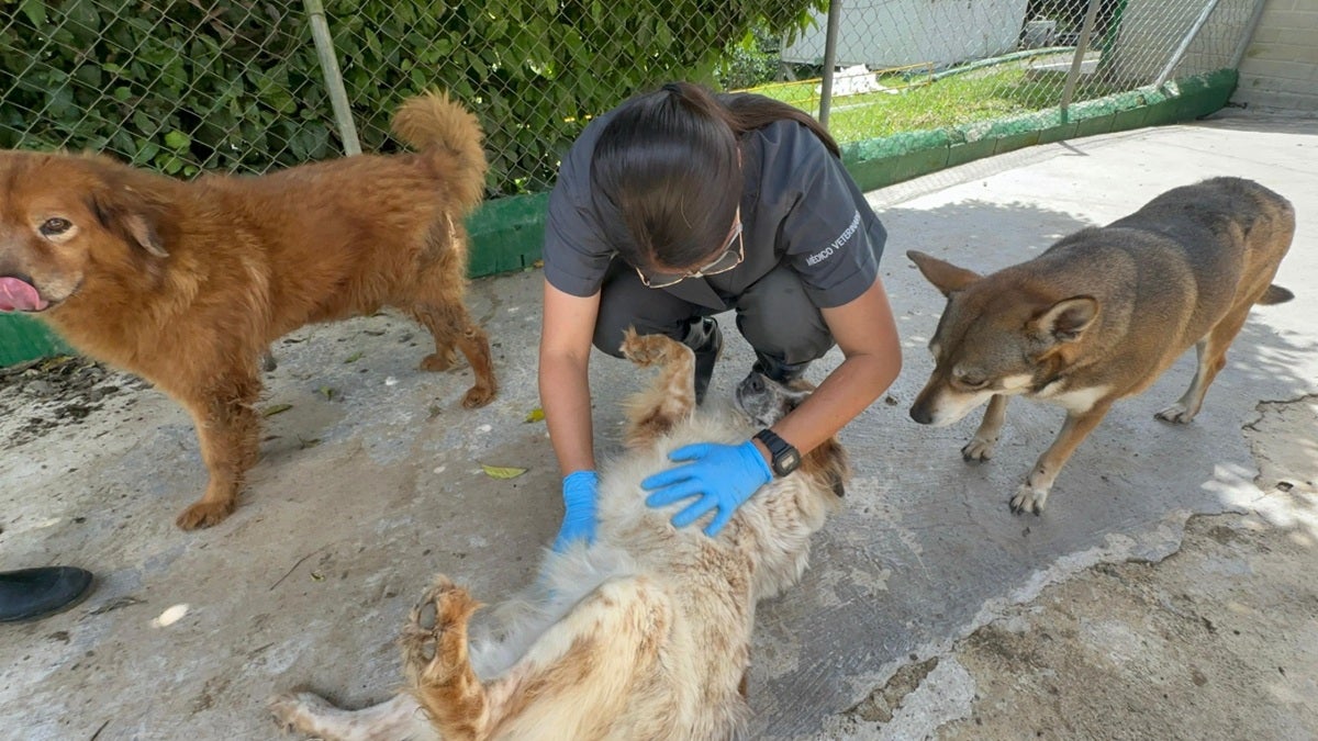 Alcaldía de Medellín asegura que vídeo difundido en redes sobre el trato de los animales en La Perla, no corresponde a esta administración