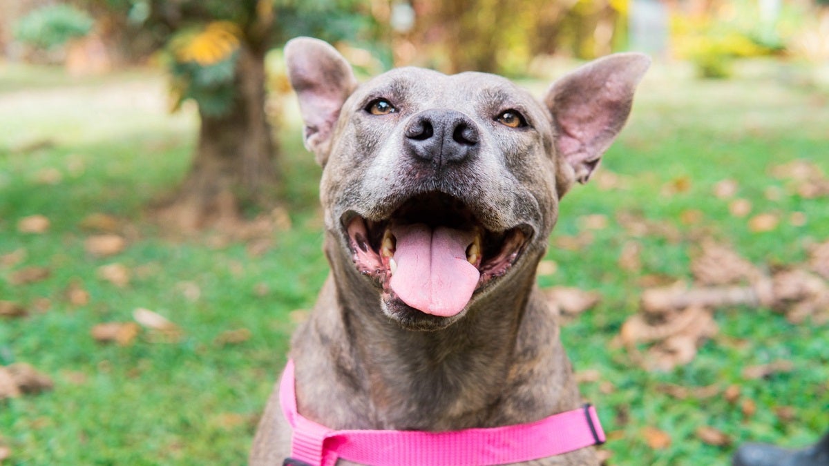 Animales en el Centro de Bienestar Animal La Perla en Medellín