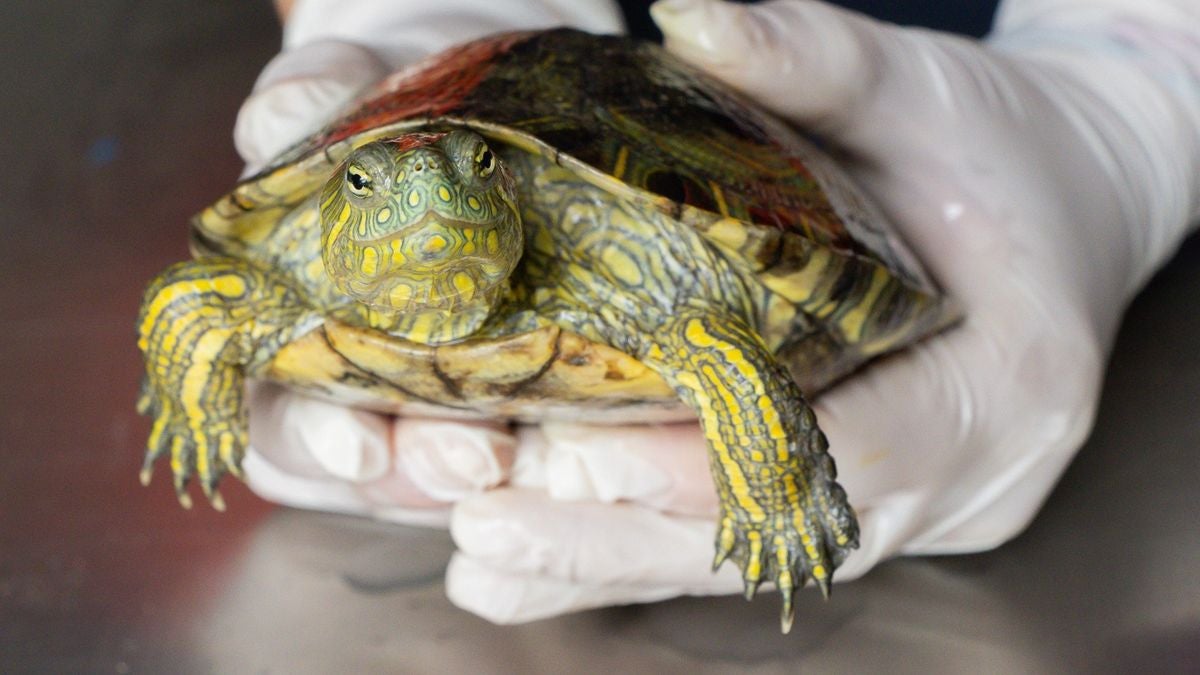 Animales Silvestres - 2025 - Agosto - Medellín