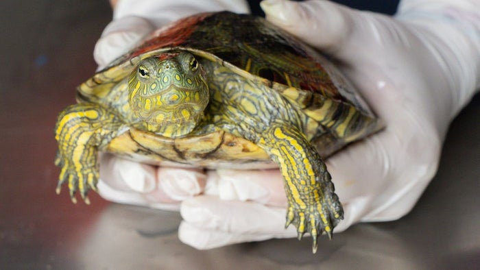 Animales Silvestres - 2025 - Agosto - Medellín