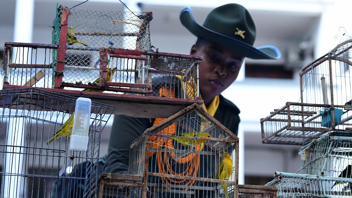 Aves incautadas en Medellín
