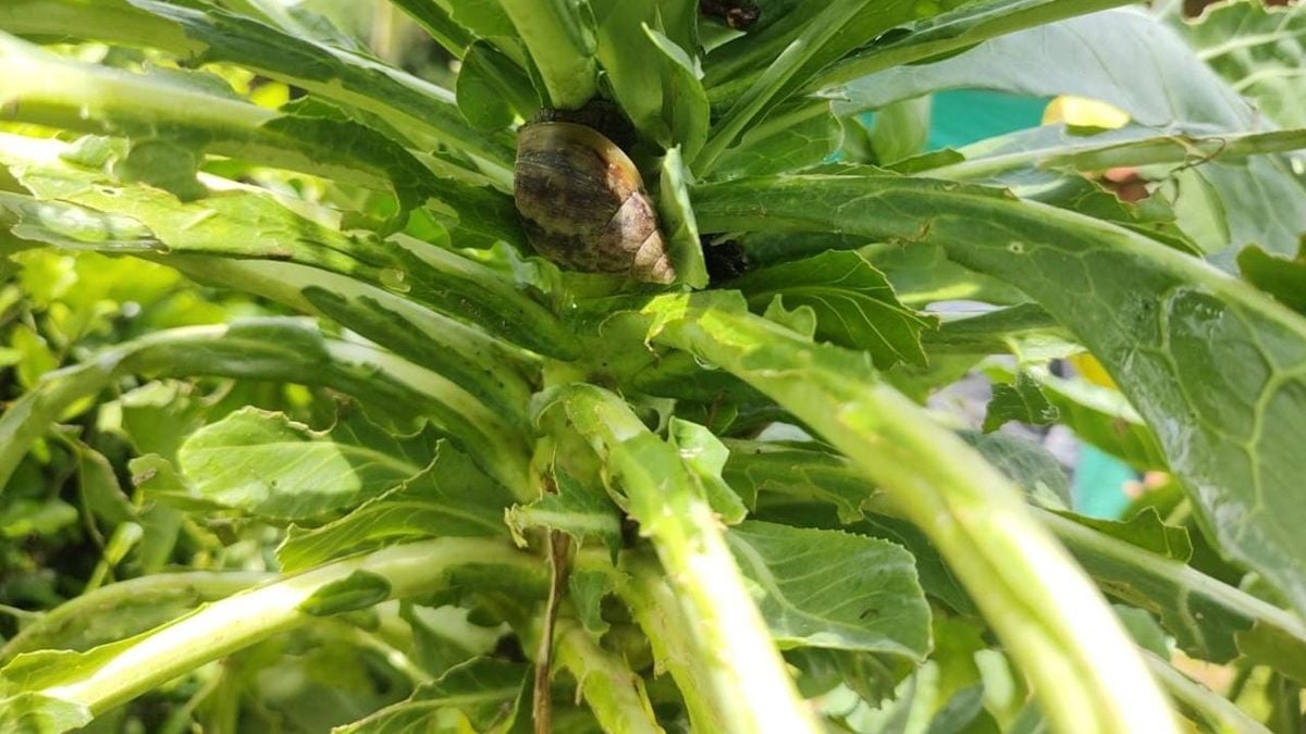 Caracol Africano - Antioquia - Agos2025