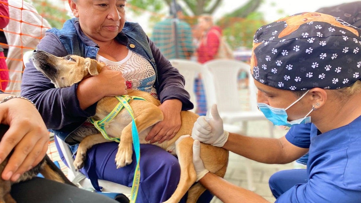 Esterilización de caninos y felinos en Antioquia