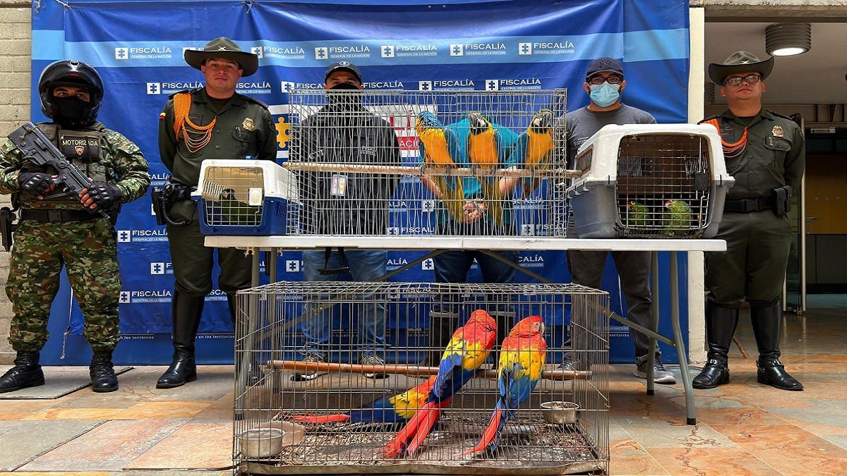Rescatadas nueve aves silvestres en Copacabana