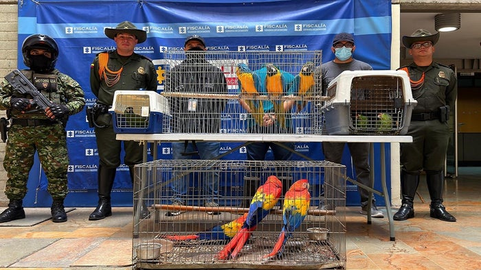 Rescatadas nueve aves silvestres en Copacabana