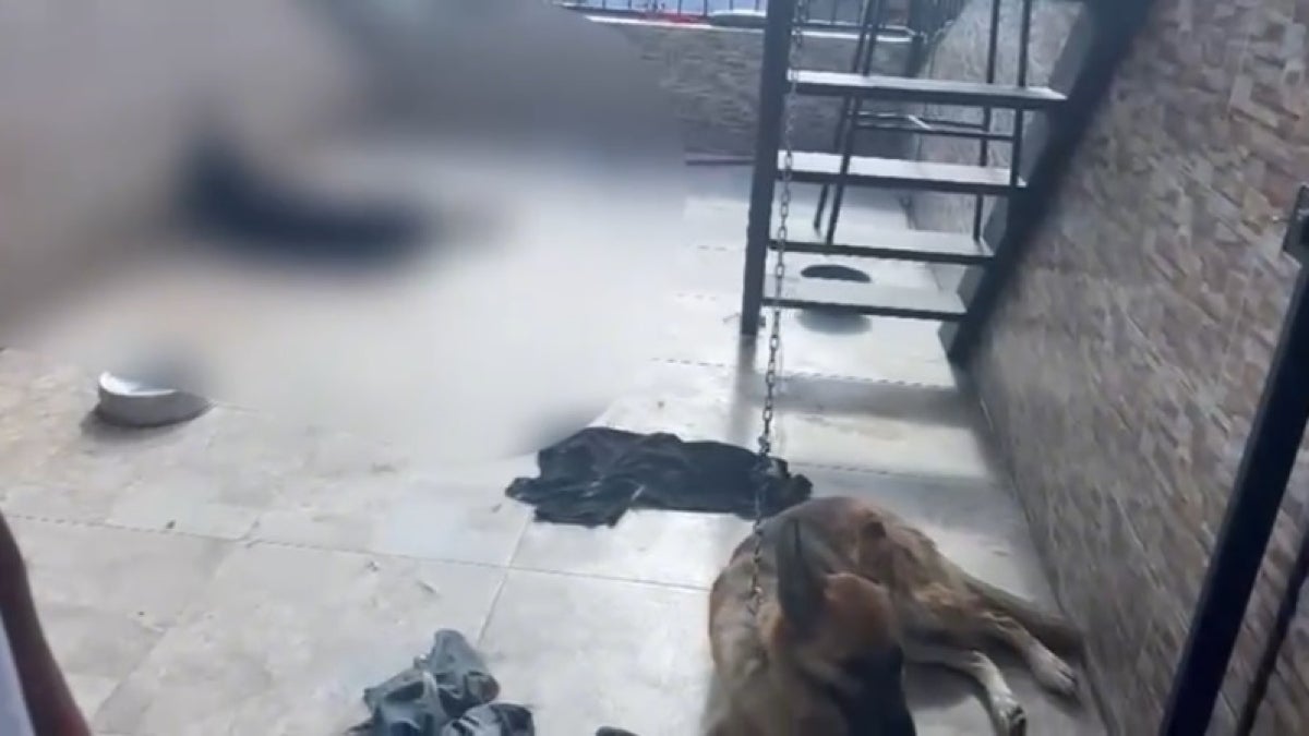 Perros en mal estado encontrados por autoridades de Medellín