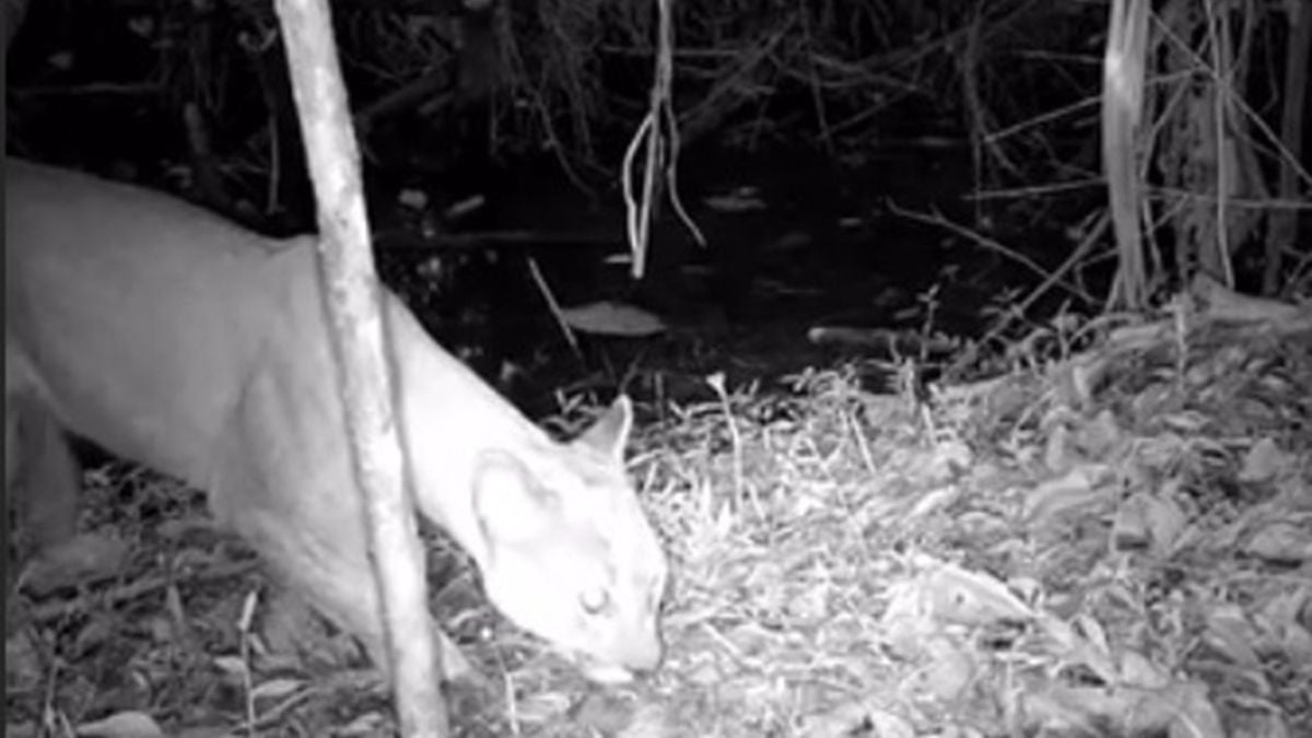 Puma - Itagüí - Agosto 2025