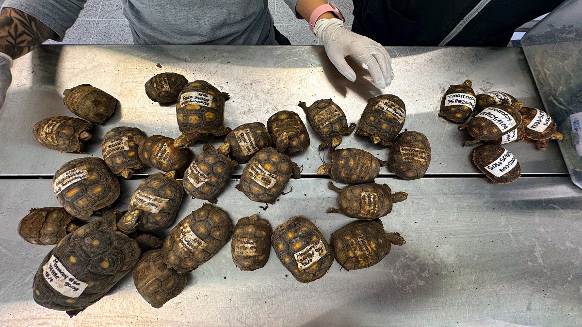 Tráfico ilegal de tortugas morrocoy en el Valle de Aburrá