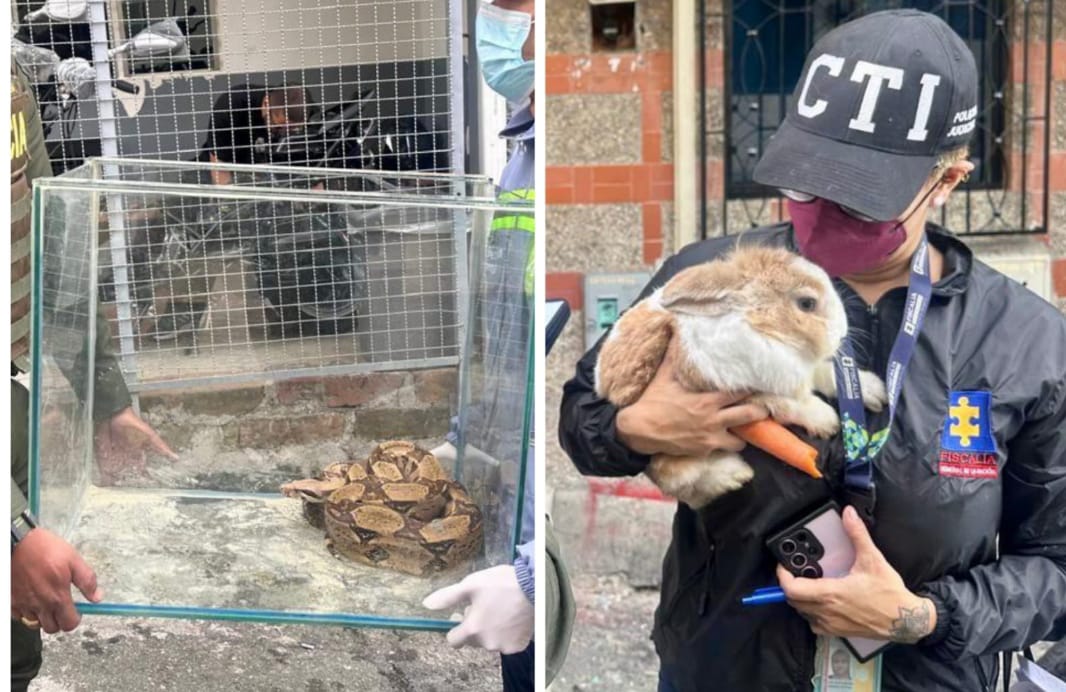 Parroquiano de Medellín pretendía alimentar una peligrosa culebra con conejos