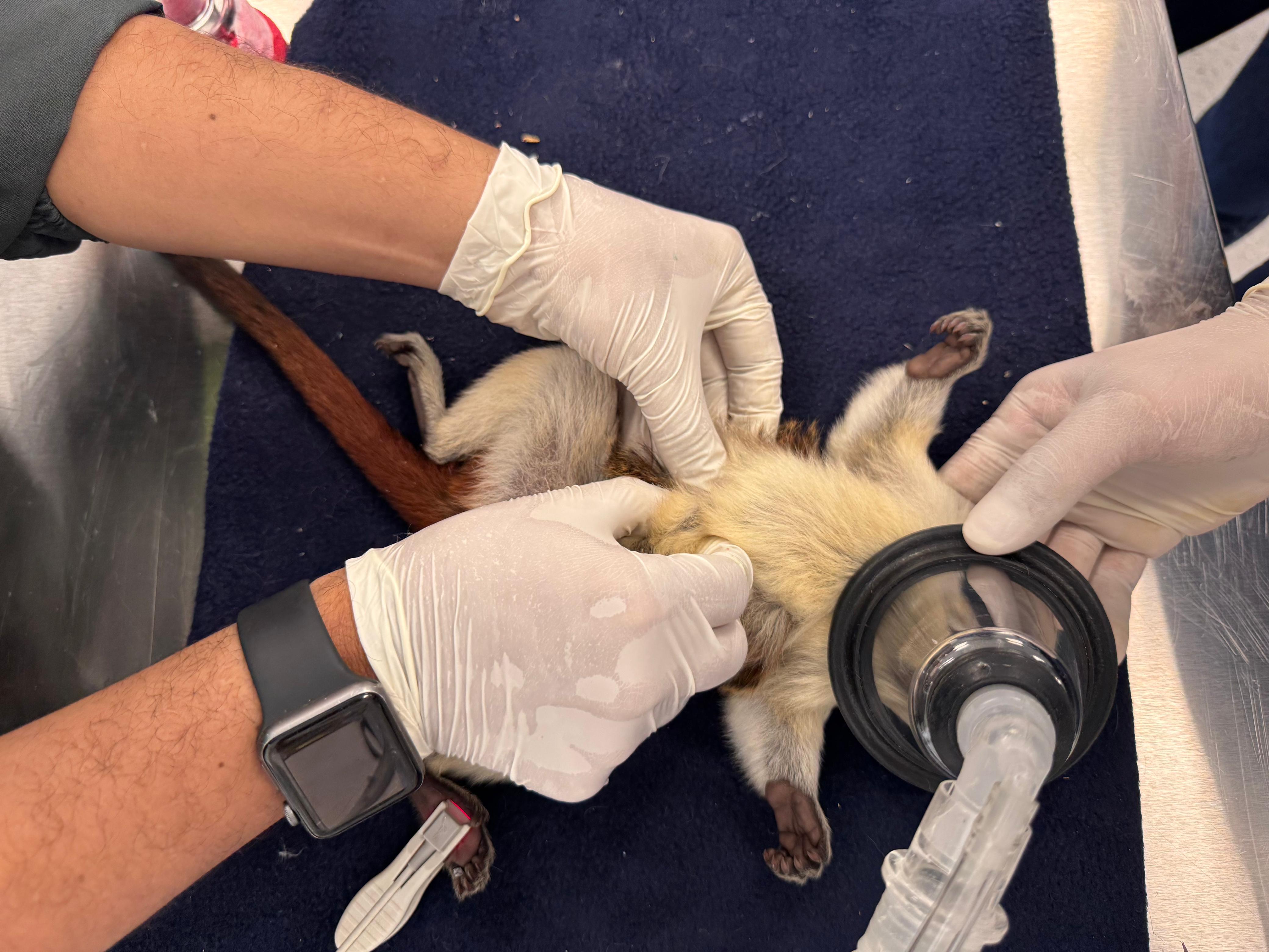 61 titíes llegaron al Área Metropolitana: desnutridos, mutilados y huérfanos