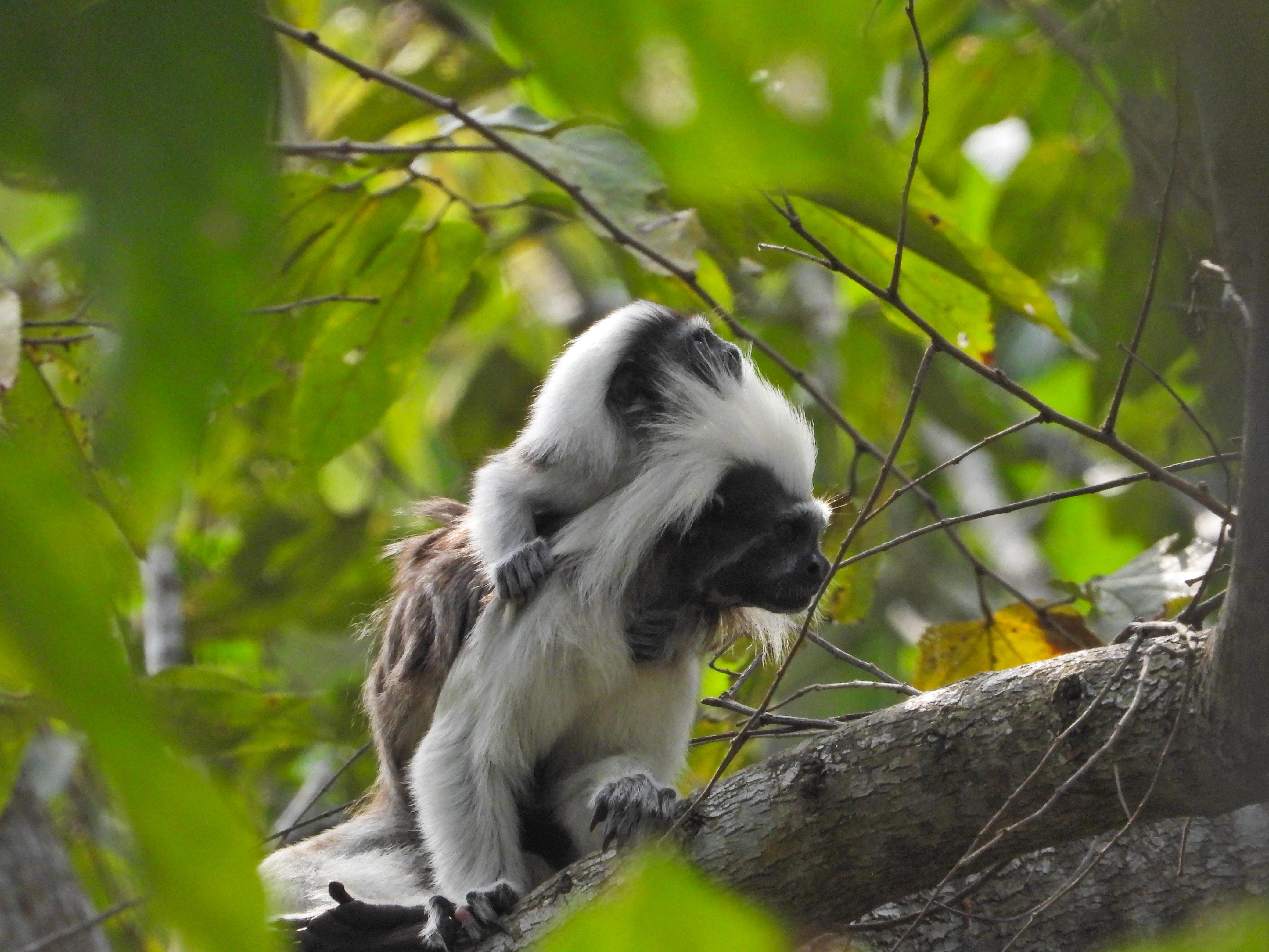 61 titíes llegaron al Área Metropolitana: desnutridos, mutilados y huérfanos