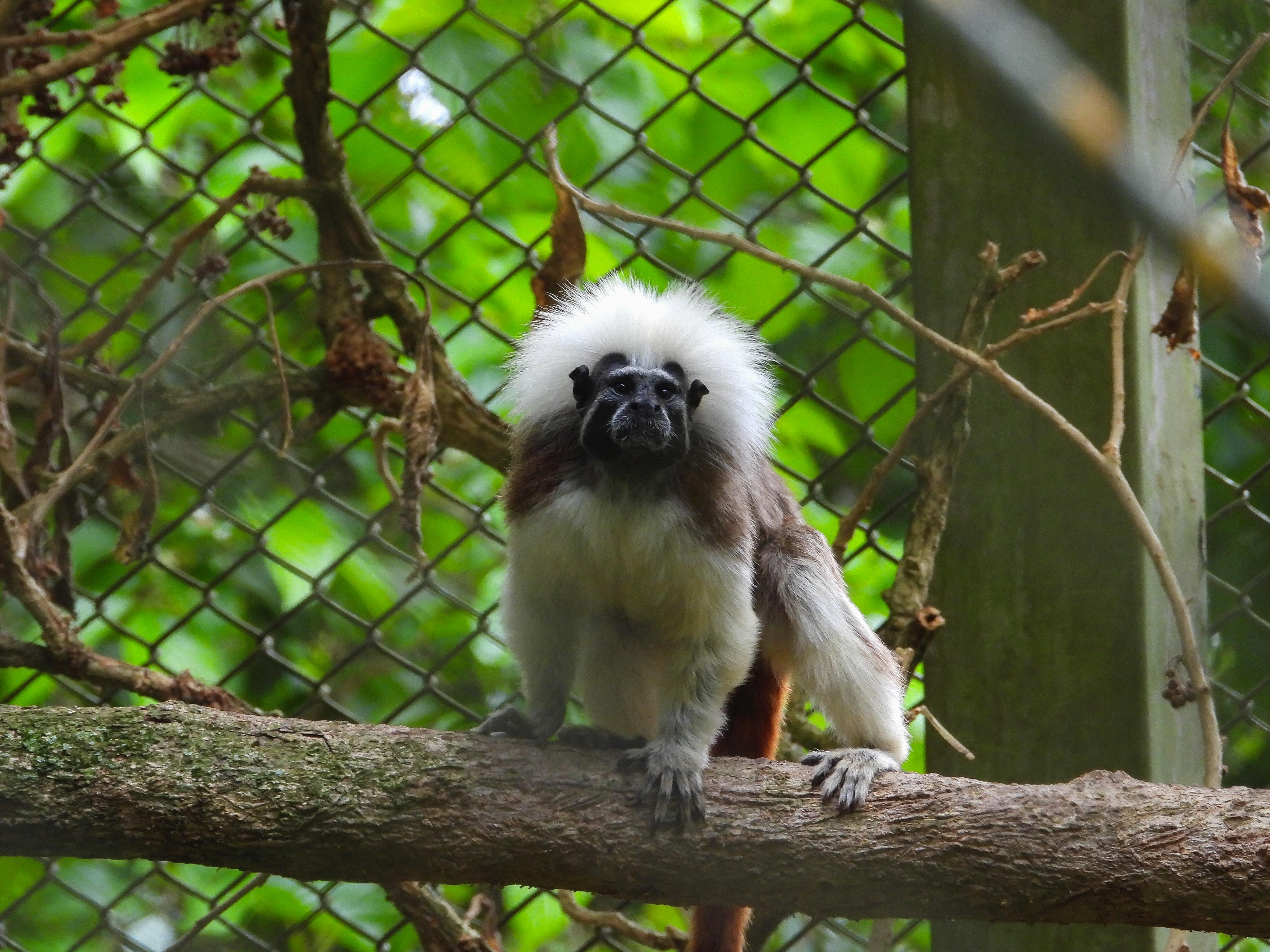 61 titíes llegaron al Área Metropolitana: desnutridos, mutilados y huérfanos