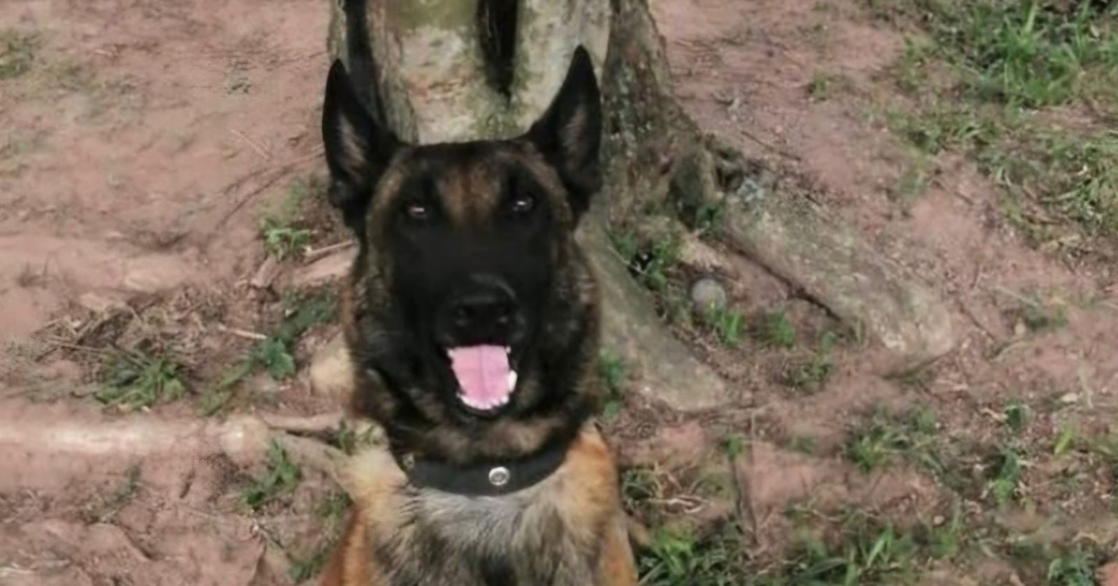 Perros asesinados en Amalfi, Antioquia