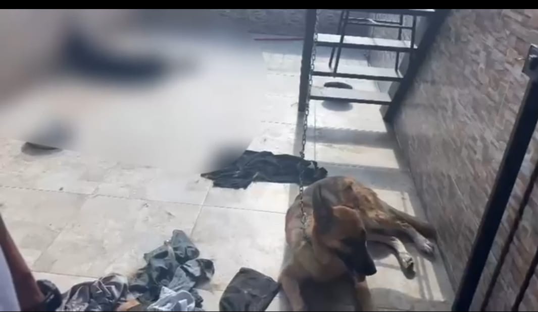 Al sol y al agua dejaron abandonados dos perros en una terraza en Medellín: Uno de los animales murió