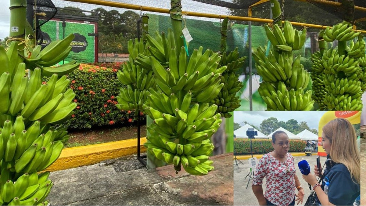 “Sufrí bastante cuando mataron a mi mamá y hermanos”, productora de plátano en Urabá cuenta su historia.