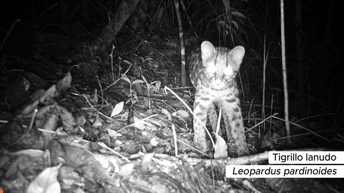 Mamíferos en áreas de conservación de Medellín