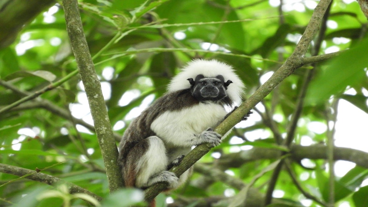 Fundación Unibán trabajan para la protección de 21 especies priorizadas de flora y de fauna en el Urabá antioqueño