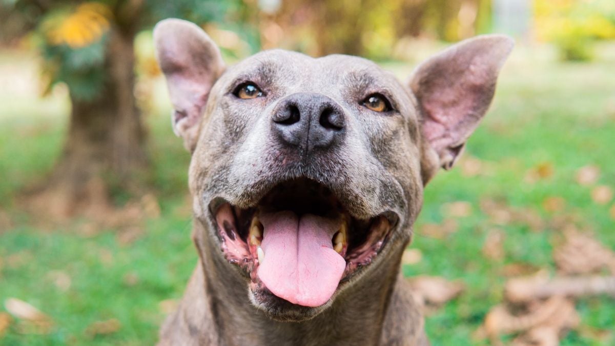 Jornada de adopción - Medellín - Sep2025