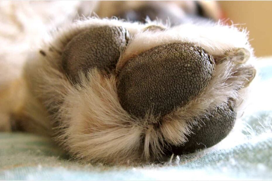 El agresor utilizó el arma blanca para asesinar al canino, que residía en su misma vivienda.