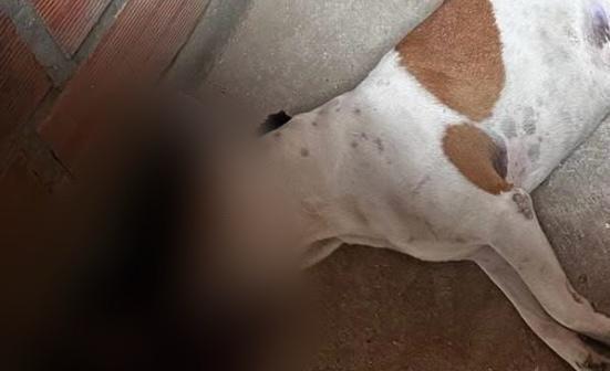 Perro fue asesinado a tiros en El Peñol; comunidad exige justicia