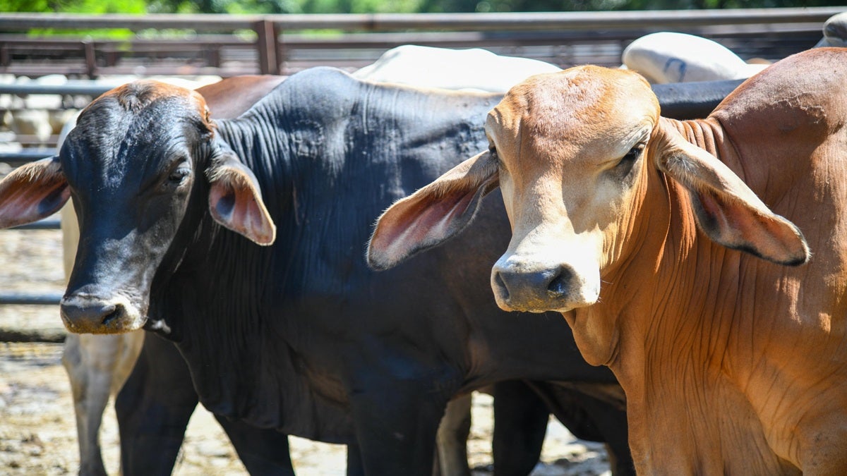 En Antioquia buscan alcanzar más de 22 mil servicios de inseminación artificial en bovinos