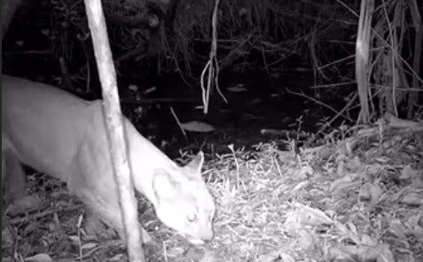 Itagüí refuerza monitoreo ambiental con 18 cámaras tras avistamiento de un puma