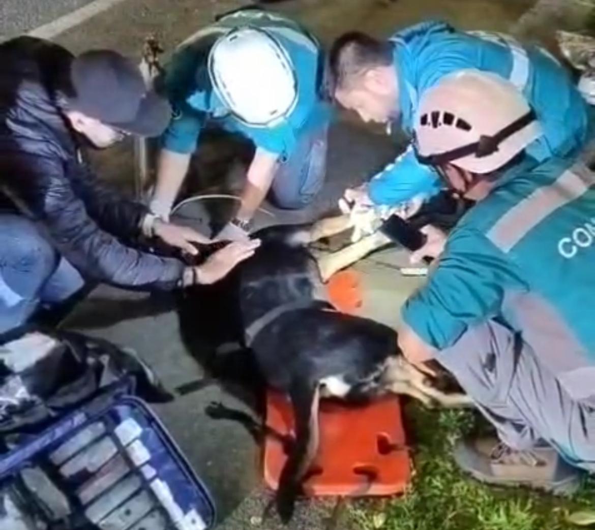 Murió “nana” la perrita arrollada: paramédico narró los últimos momentos del animal en Medellín