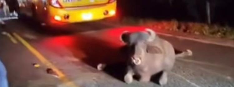 Accidente con bus intermunicipal deja dos búfalos muertos y uno herido en la vía Mutatá-Chigorodó