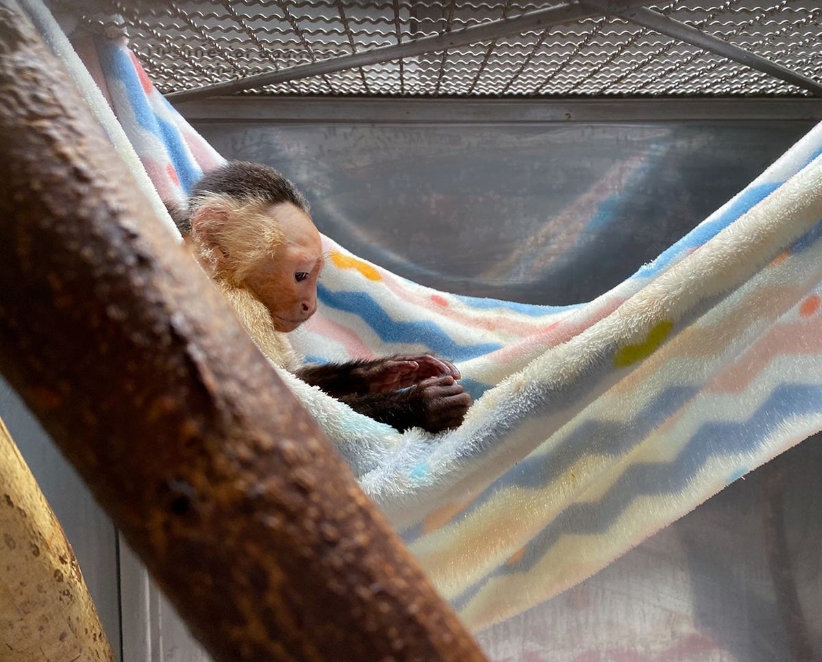 Mono Cautiverio - Antioquia -2025