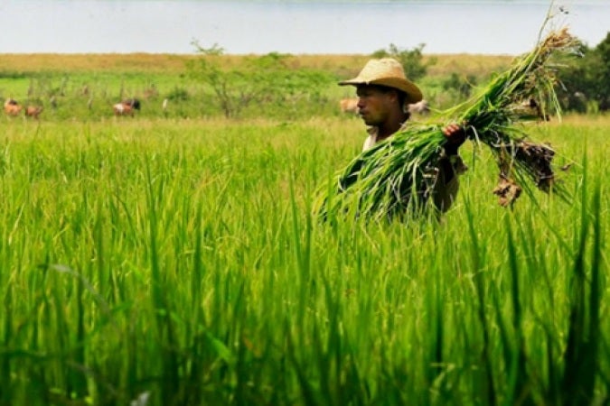 Procuraduría investiga posibles irregularidades en millonario proyecto 'Ruta del Arroz' que beneficia a municipios de Antioquia