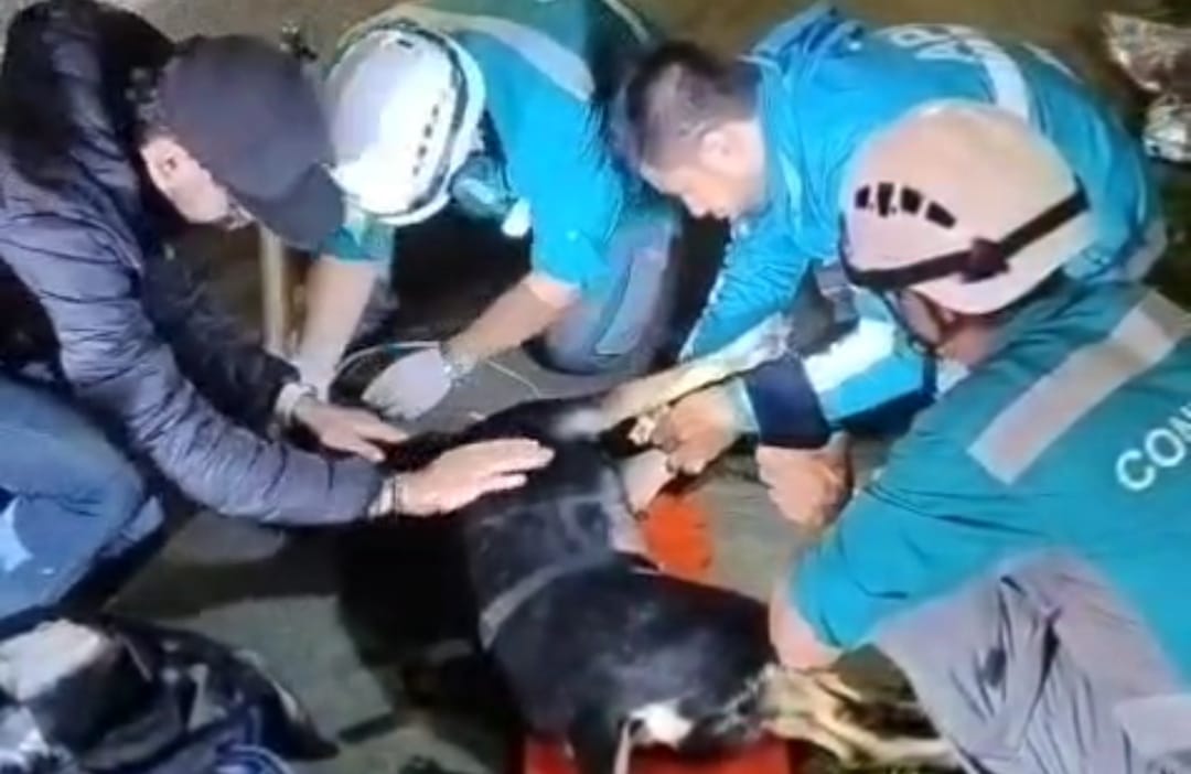 Le salvaron la vida a una perita en Medellín