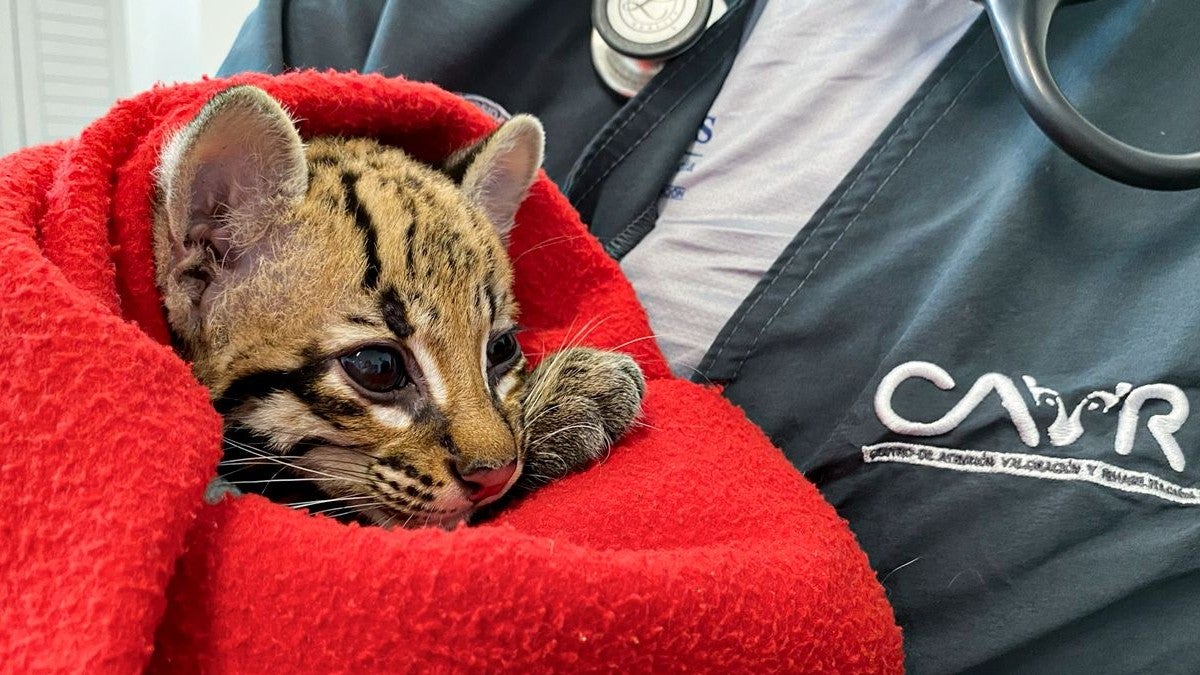 Atienden a una ocelote infantil en el Valle de Aburrá