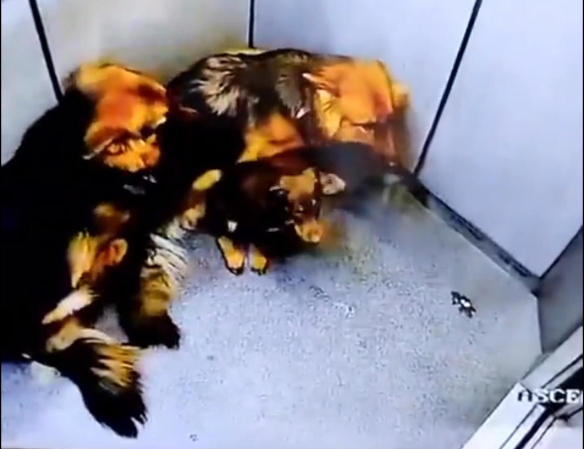 Maltrato animal en La Estrella