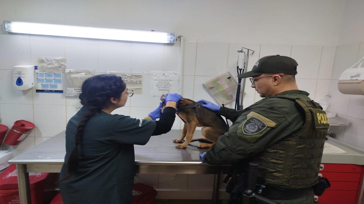 Autoridades de Medellín atendieron nuevo caso de maltrato animal