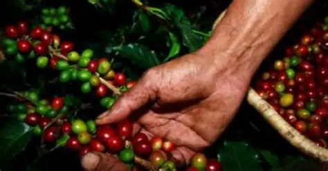 Familias cafeteras afectadas por cierre de vías